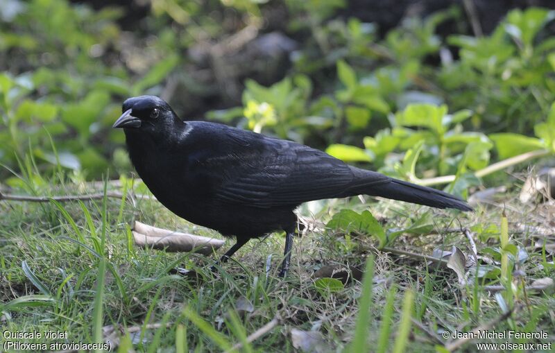 Cuban Blackbird