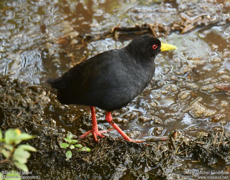 Black Crake