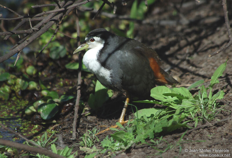 White-breasted Waterhenadult