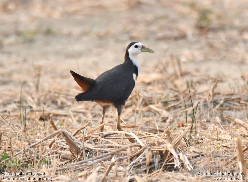 White-breasted Waterhen