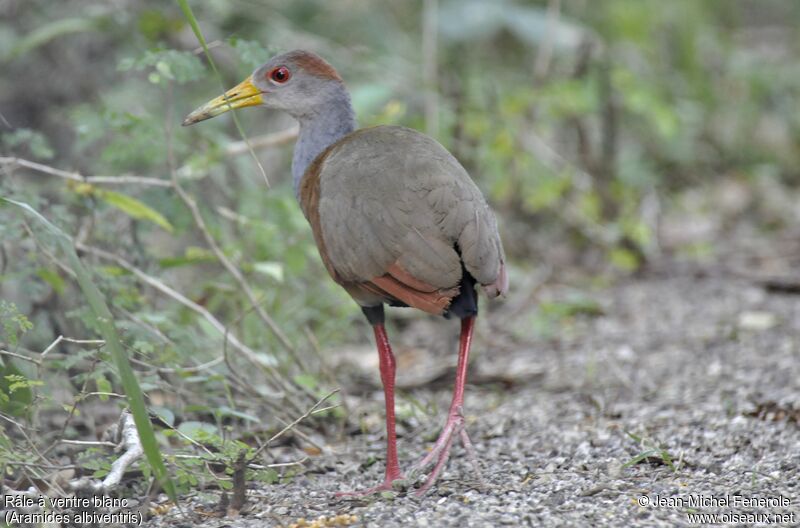 Russet-naped Wood Rail