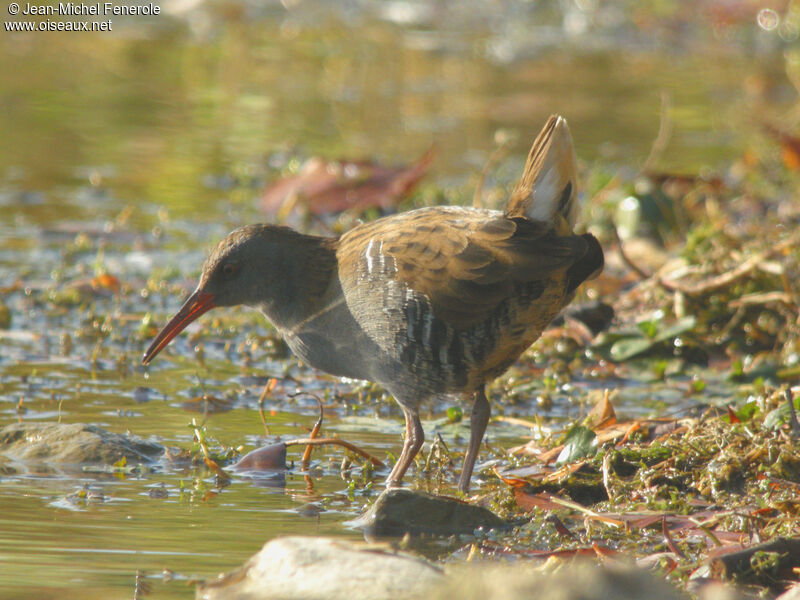 Water Rail