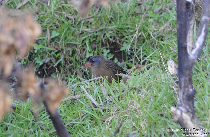 Ecuadorian Rail