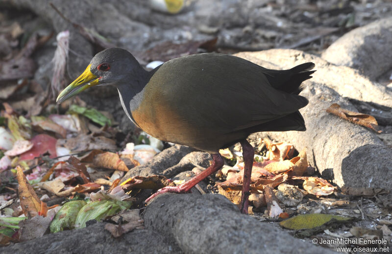 Grey-cowled Wood Railadult