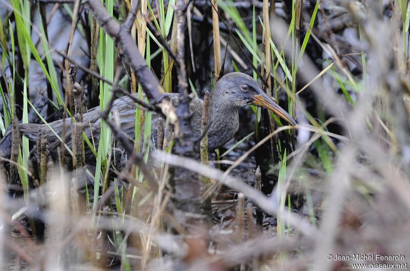 Mangrove Rail