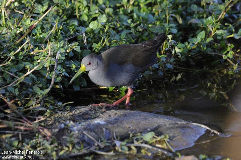 Blackish Railadult, identification