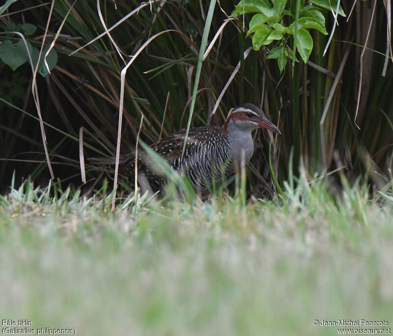 Buff-banded Rail