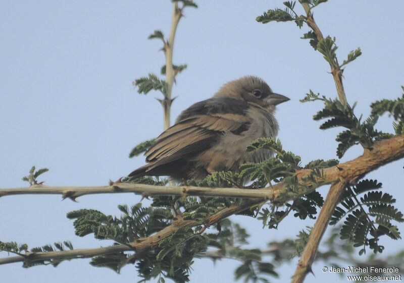 Grey-capped Social Weaver