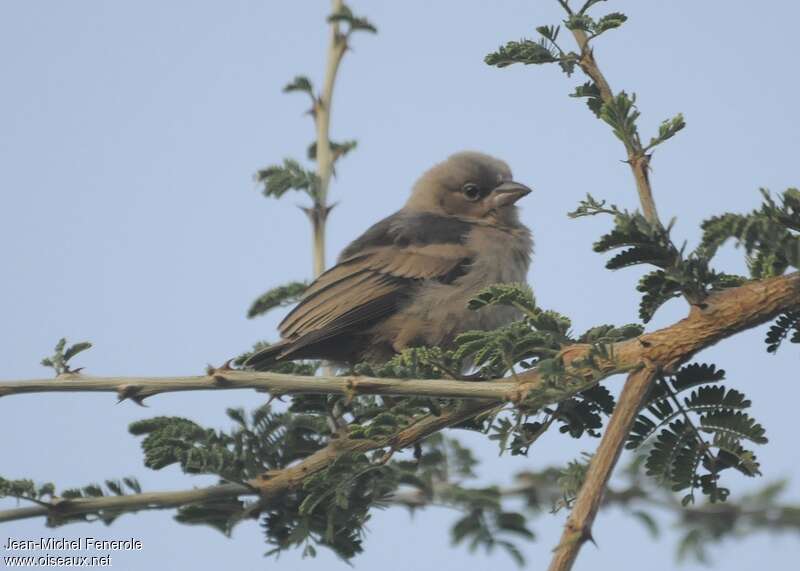 Grey-capped Social Weaverimmature, identification