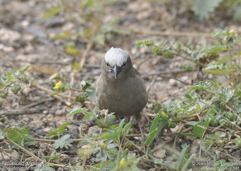 Grey-capped Social Weaver