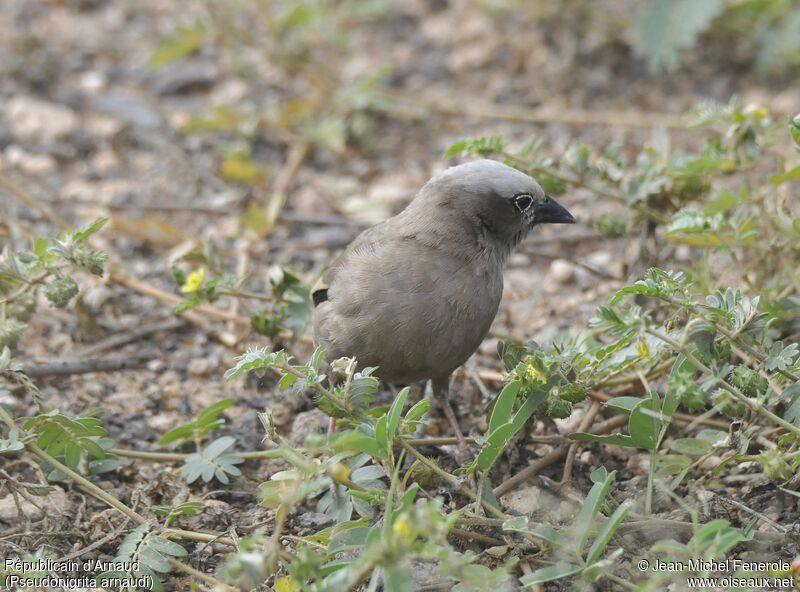 Grey-capped Social Weaver