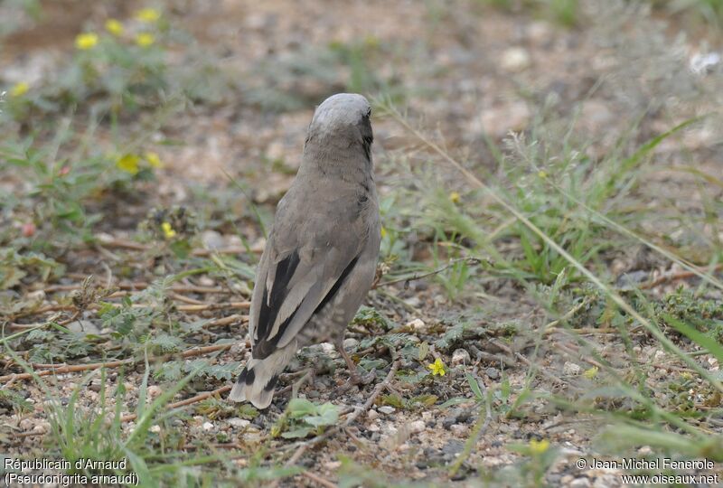 Grey-capped Social Weaver