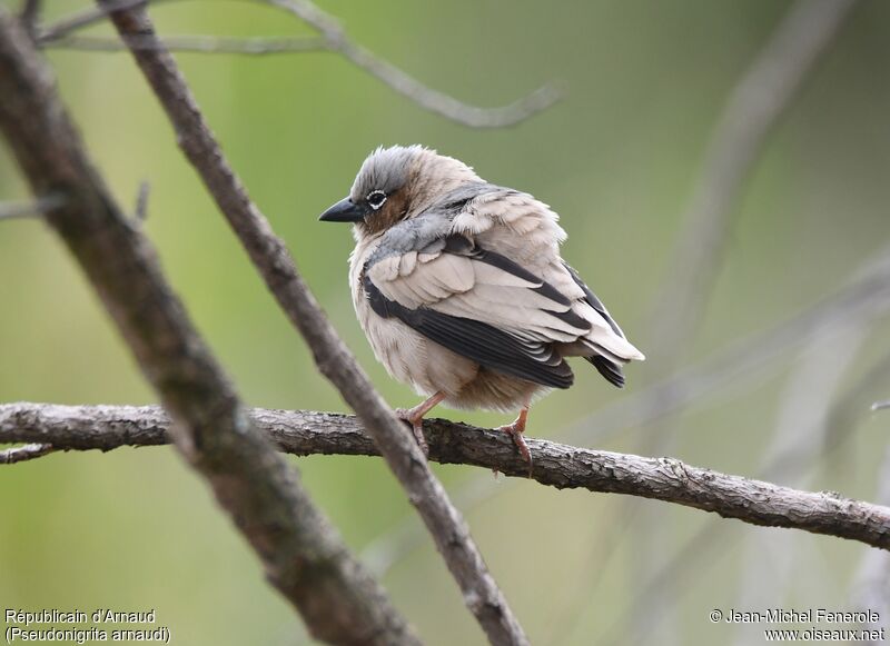 Grey-capped Social Weaver