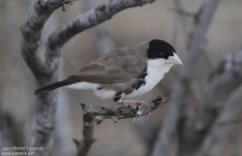 Black-capped Social Weaveradult, identification