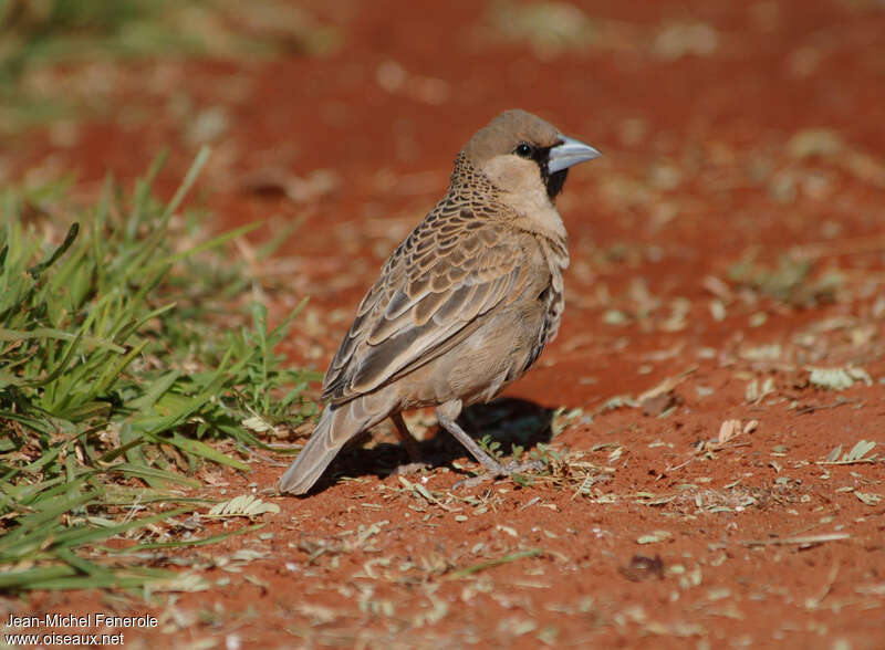 Sociable Weaveradult, identification