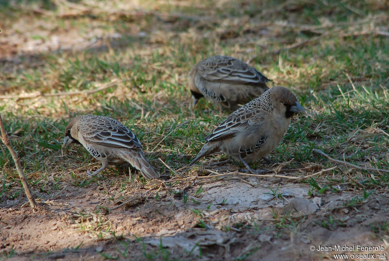 Républicain social, identification