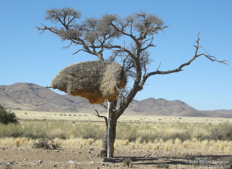 Sociable Weaver, Reproduction-nesting