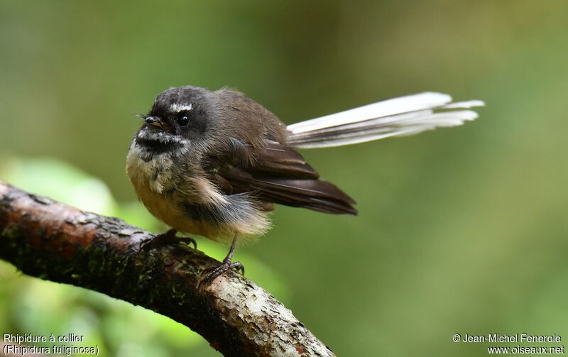 New Zealand Fantail