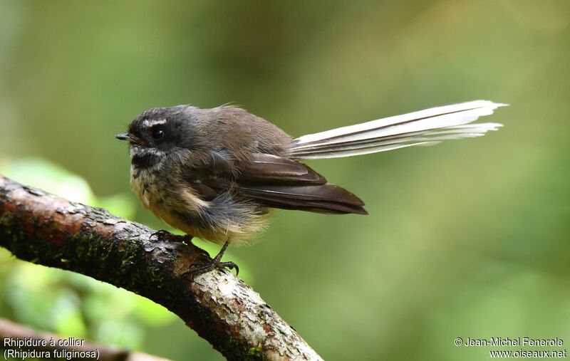 New Zealand Fantail