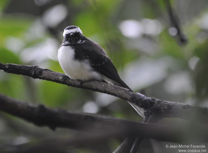 White-browed Fantail