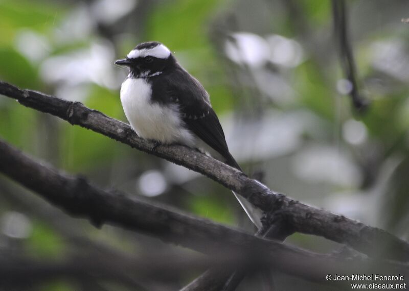 White-browed Fantail