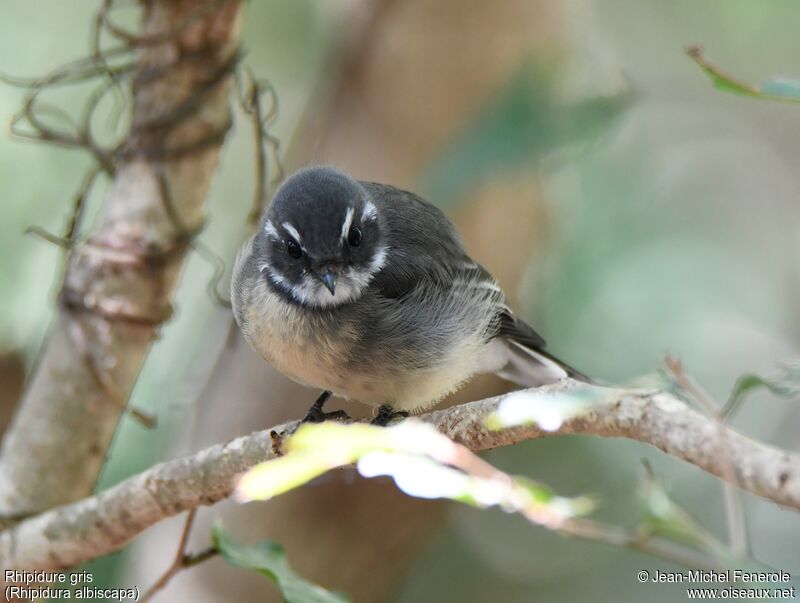 Grey Fantail