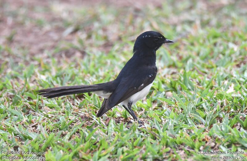 Willie Wagtail