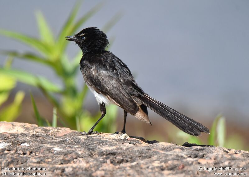 Willie Wagtail