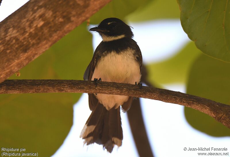 Malaysian Pied Fantail