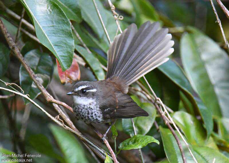 New Caledonian Streaked Fantailadult, identification