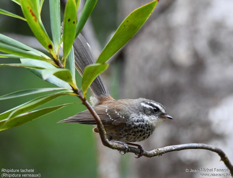 New Caledonian Streaked Fantail