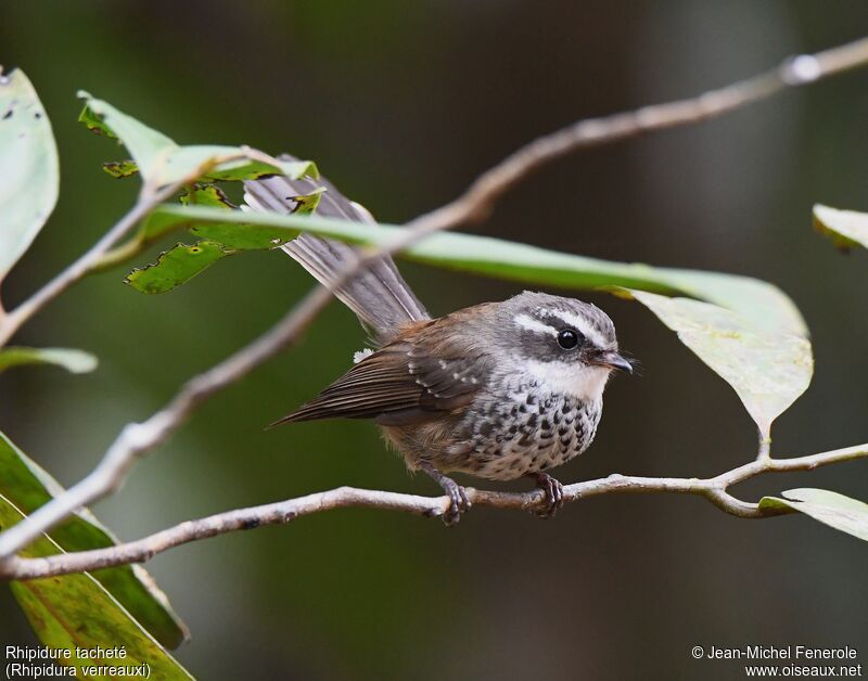 New Caledonian Streaked Fantail