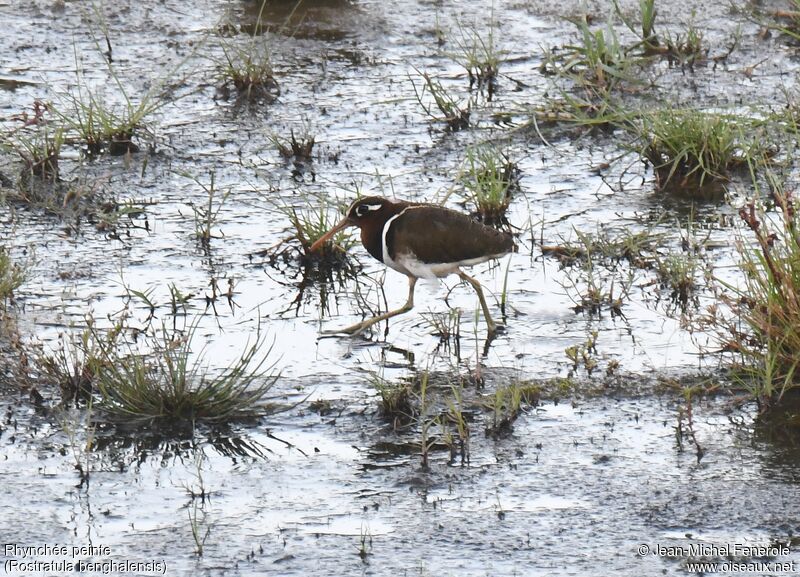 Greater Painted-snipe