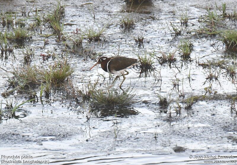 Greater Painted-snipe