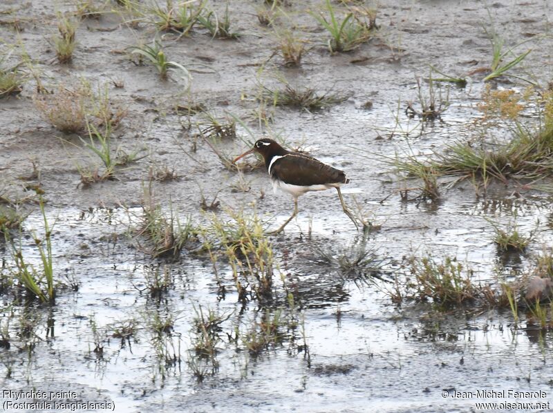 Greater Painted-snipe