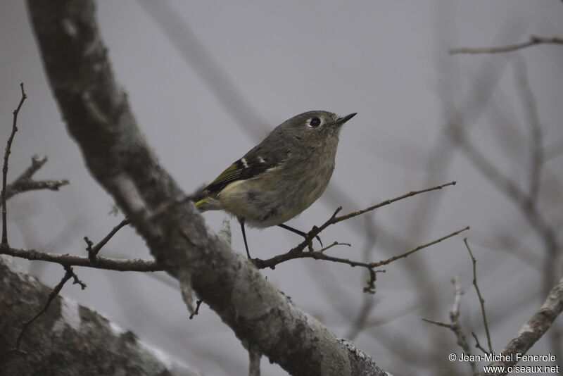 Ruby-crowned Kinglet