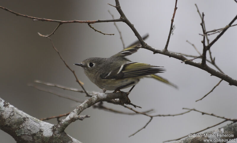 Roitelet à couronne rubis