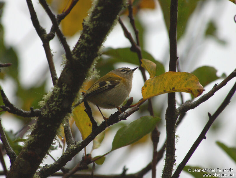 Roitelet de Madèreadulte