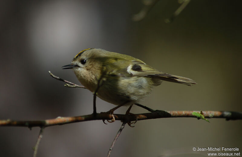 Goldcrest