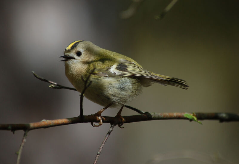 Goldcrest