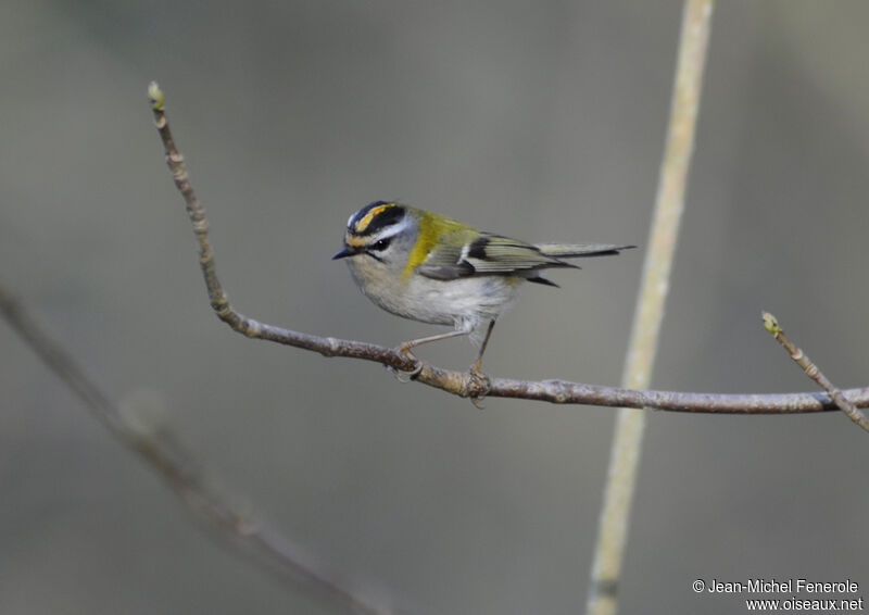 Common Firecrest male adult