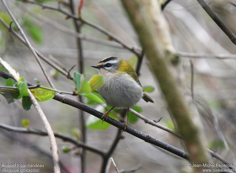 Common Firecrest