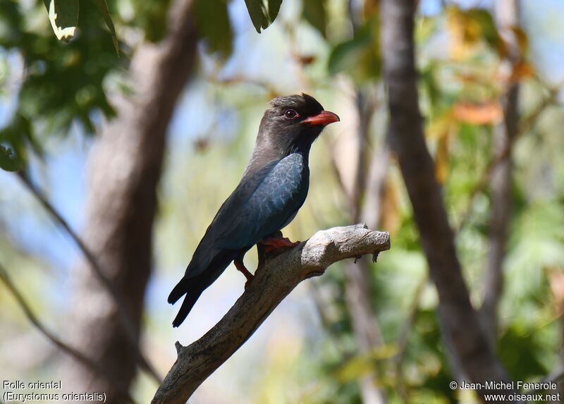 Oriental Dollarbird