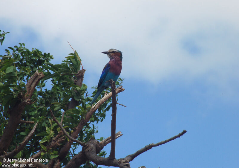 Lilac-breasted Roller