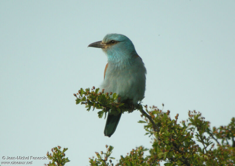 European Roller