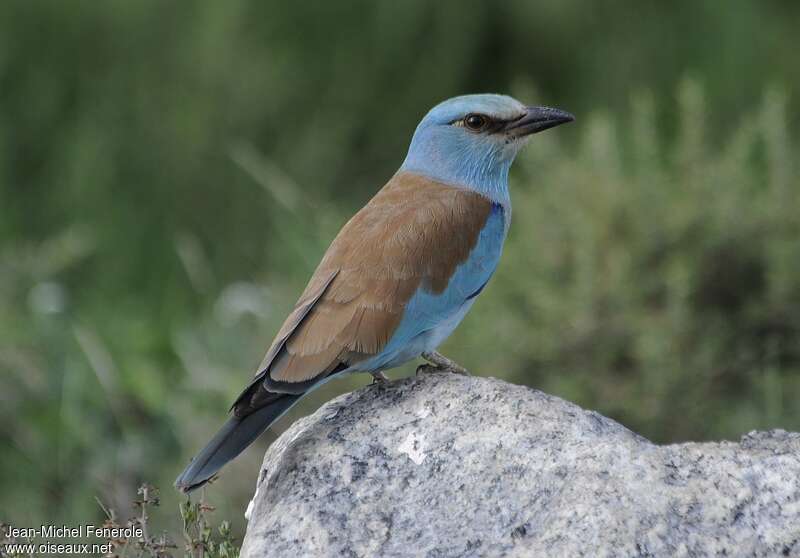 European Roller