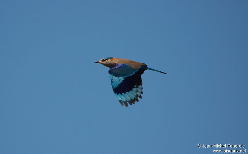 Indian Roller