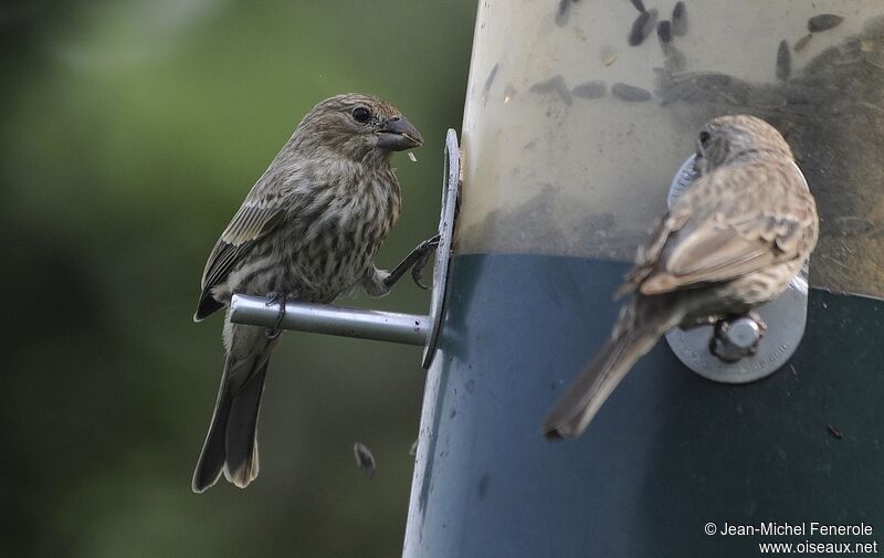 House Finch