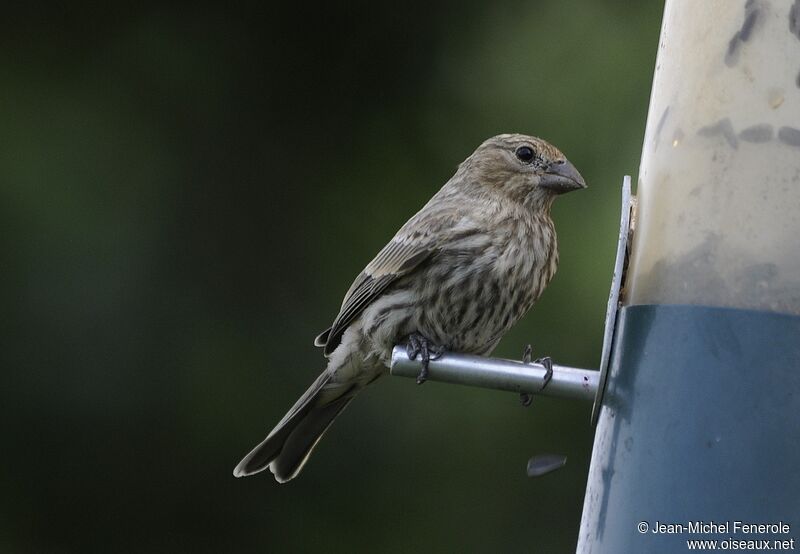 House Finch