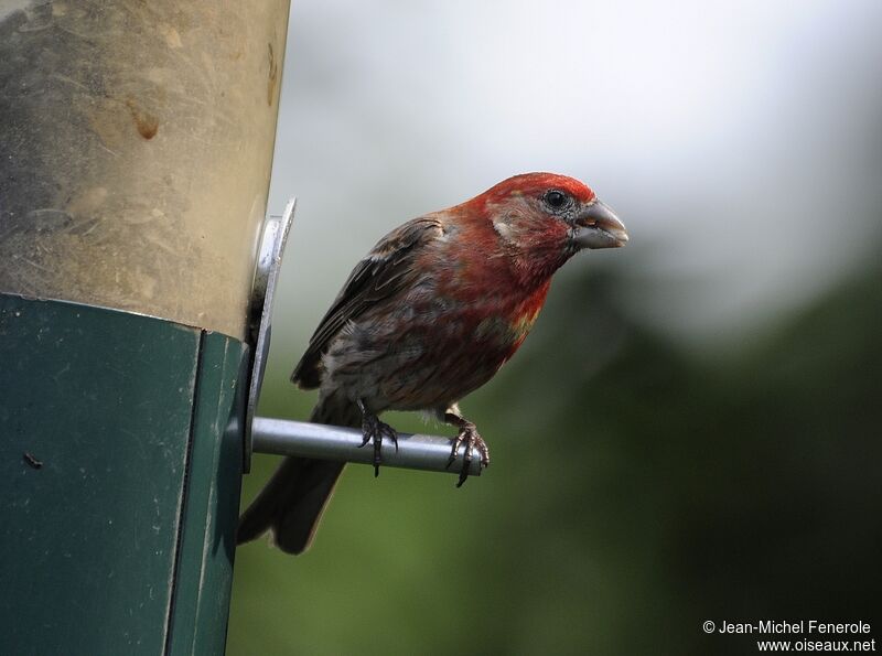 House Finch